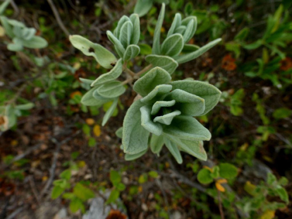 Cistus albidus / Cisto a foglie sessili